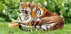 Indian tiger
